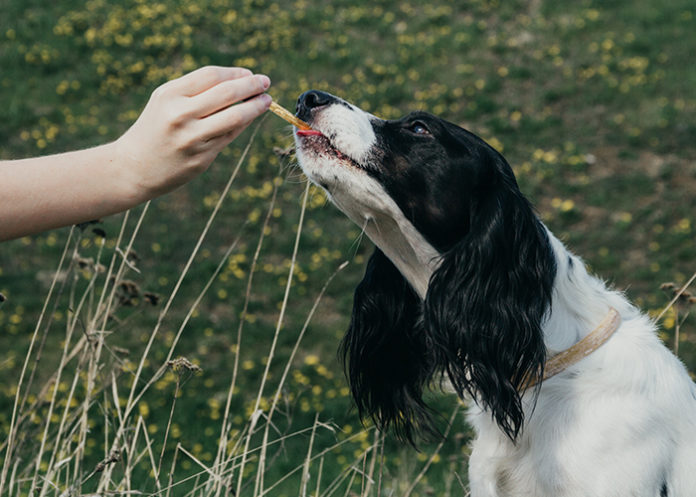 CBD Öl für Hunde: Ein Erfahrungsbericht