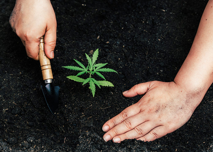 Duenger für Cannabispflanzen