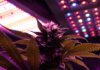 In 7 Minuten alle Hacks zur sicheren Cannabis-Beleuchtung