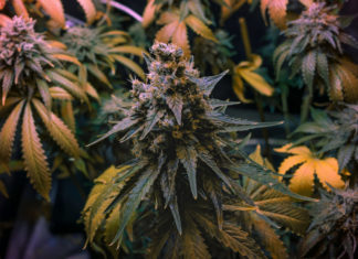 Warum vergilben Marihuana Blätter