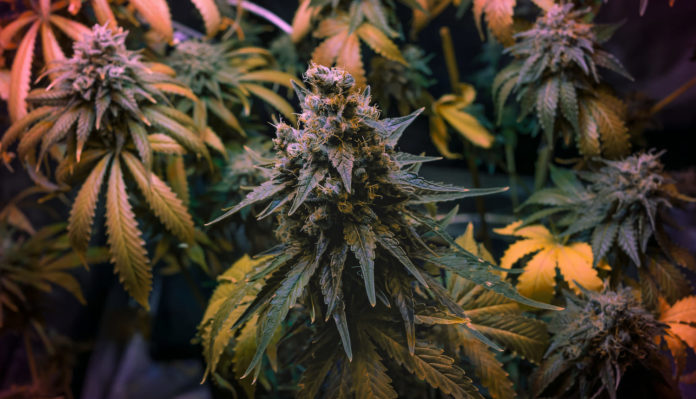 Warum vergilben Marihuana Blätter