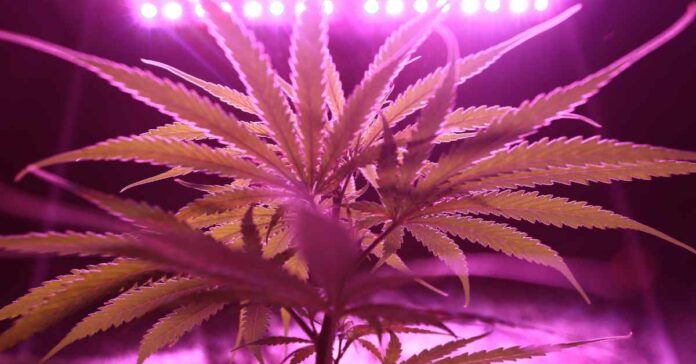 Cannabis Pflanze im Indoor Anbau unter einer Grow Lampe